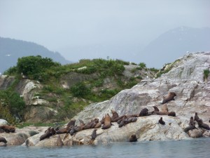 Sea lions lounging in Glacier Bay