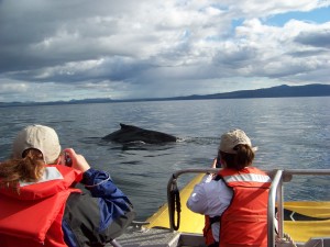 Whale watching in Alaska water is awesome