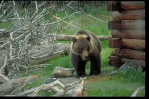 Photo by Frank Flavin/Travel Alaska