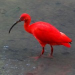 The spectacular Scarlet Ibis arrives nightly to roost in the Caroni Swamp Bird Sanctuary  in Trinidad - Photo by by Bjørn Christian Tørrissen, bjornfree.com 