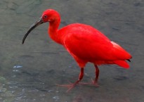 The spectacular Scarlet Ibis arrives nightly to roost in the Caroni Swamp Bird Sanctuary  in Trinidad - Photo by Bjørn Christian Tørrissen, bjornfree.com