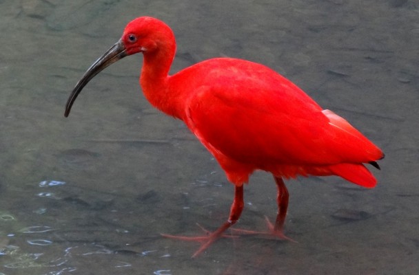 The spectacular Scarlet Ibis arrives nightly to roost in the Caroni Swamp Bird Sanctuary  in Trinidad - Photo by Bjørn Christian Tørrissen, bjornfree.com